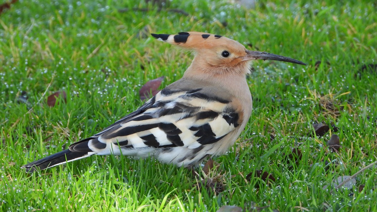 Common Hoopoe - ML646750232