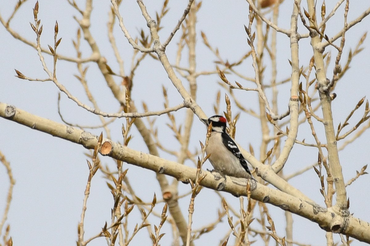Downy Woodpecker - ML646750240