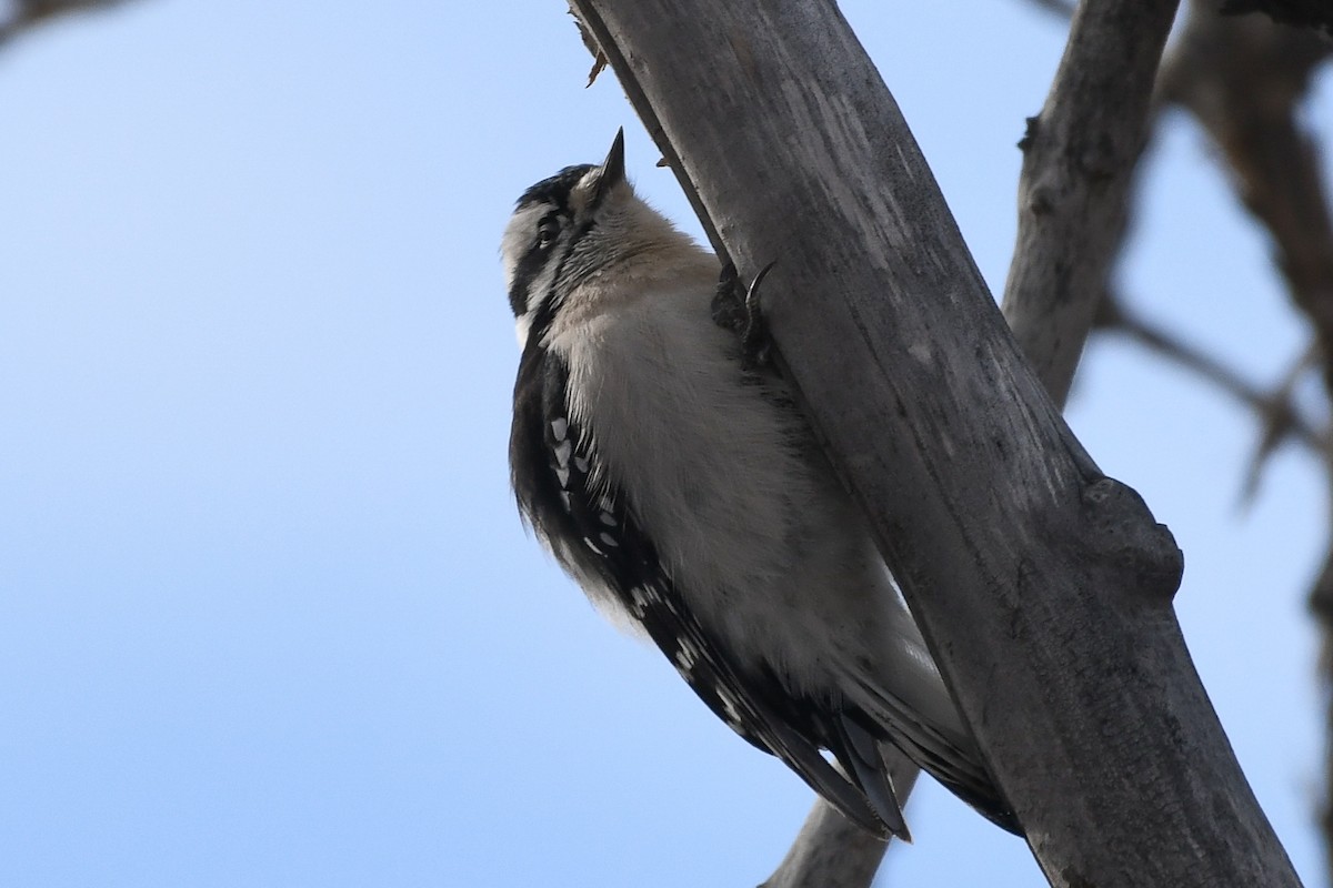 Downy Woodpecker - ML646750241