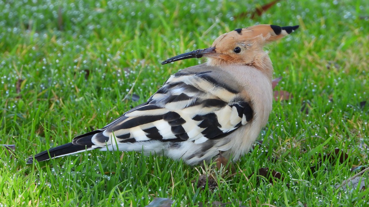 Common Hoopoe - ML646750242