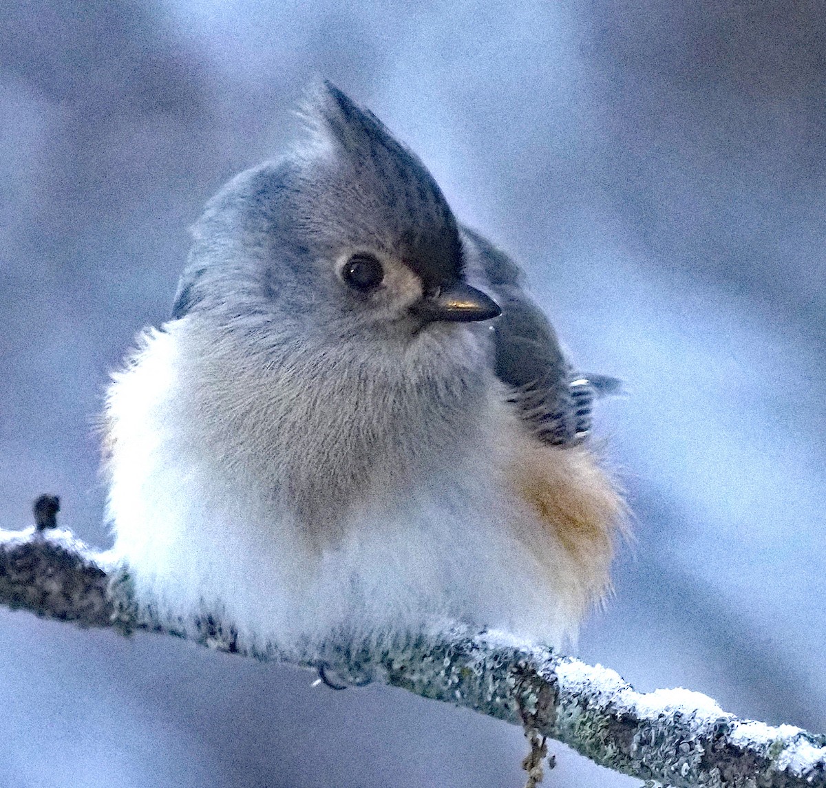 Tufted Titmouse - ML646750244