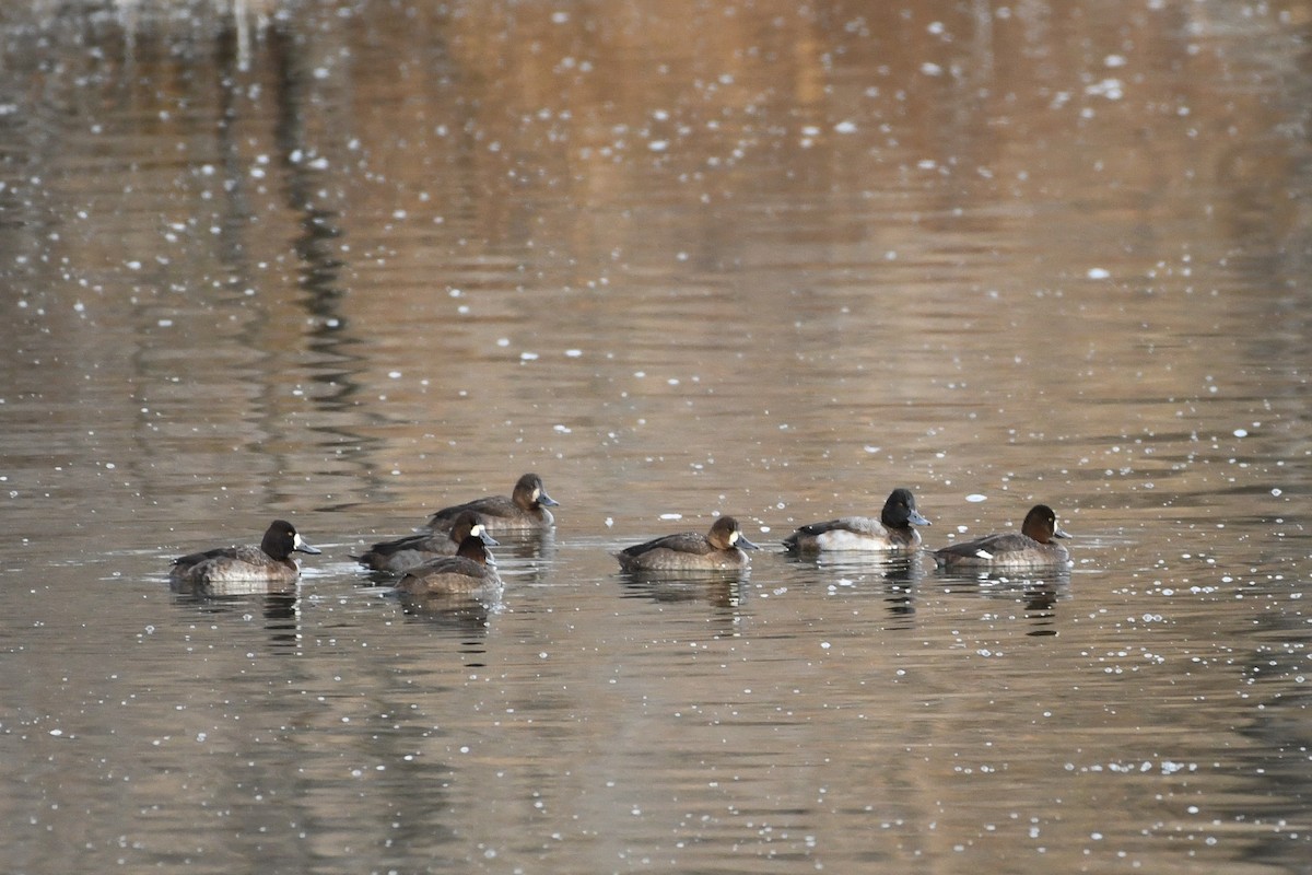 Lesser Scaup - ML646750245