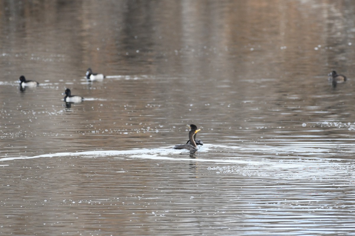 Double-crested Cormorant - ML646750250