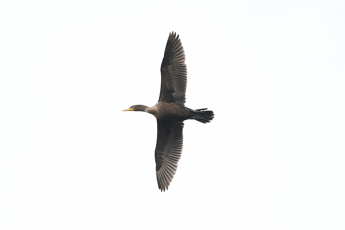 Double-crested Cormorant - ML646750251