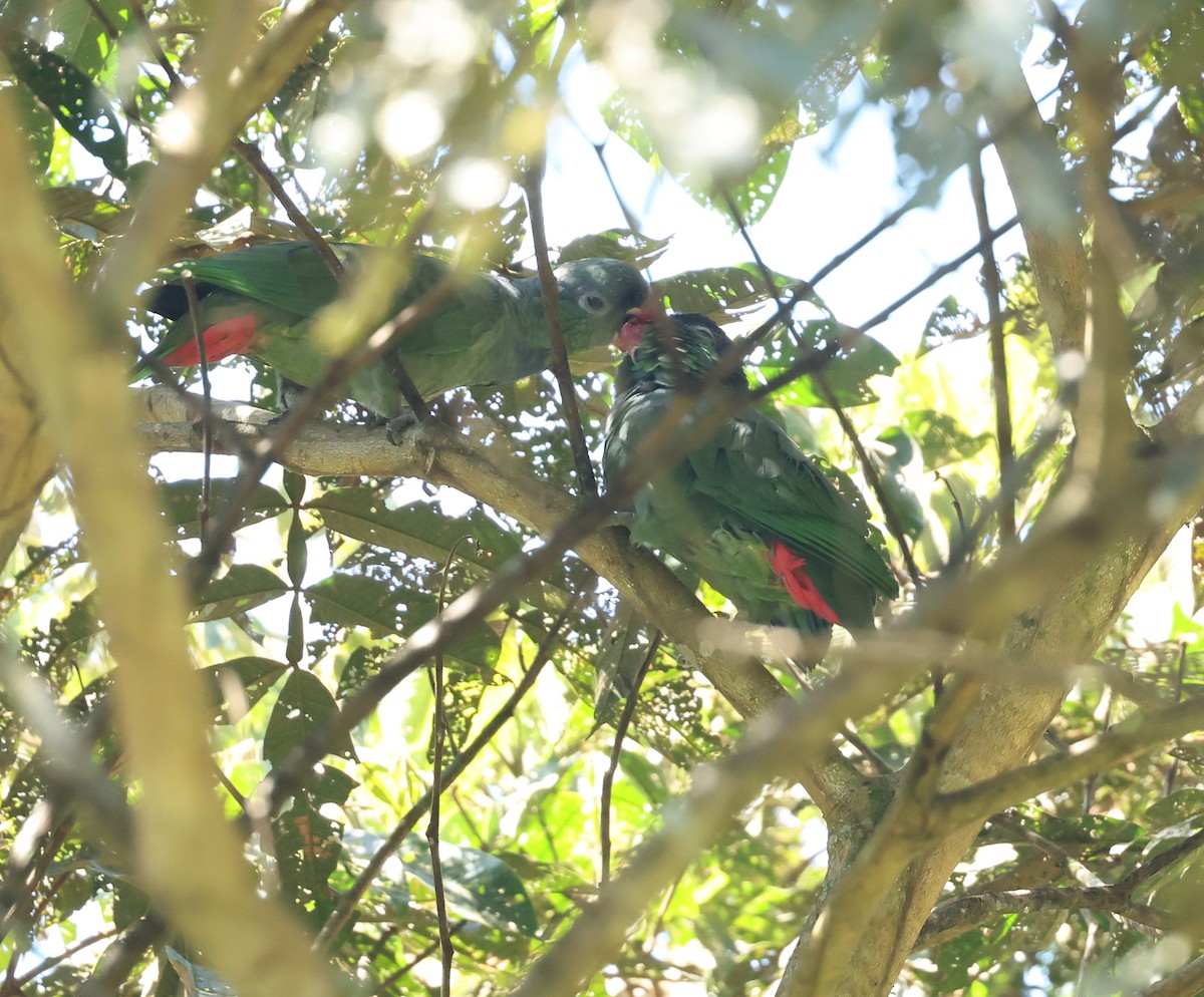 Red-billed Parrot - ML646750253