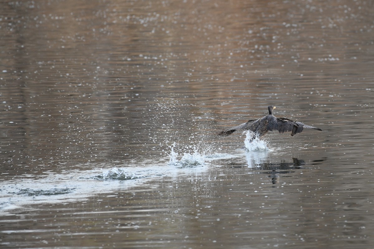 Double-crested Cormorant - ML646750254