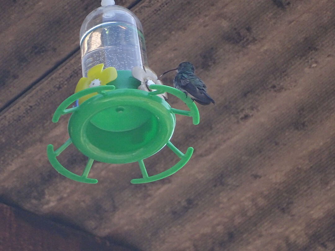 Plain-bellied Emerald - ML646750255