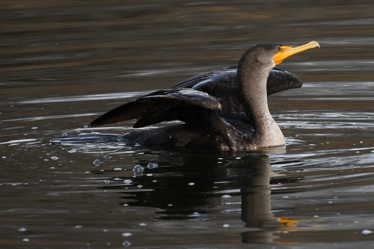 Double-crested Cormorant - ML646750256