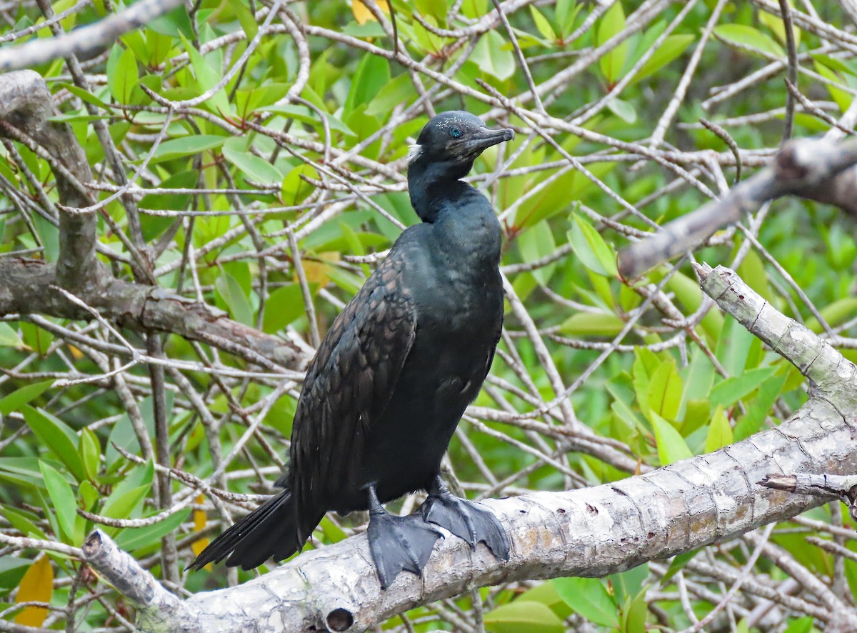 Баклан індійський - ML646750257