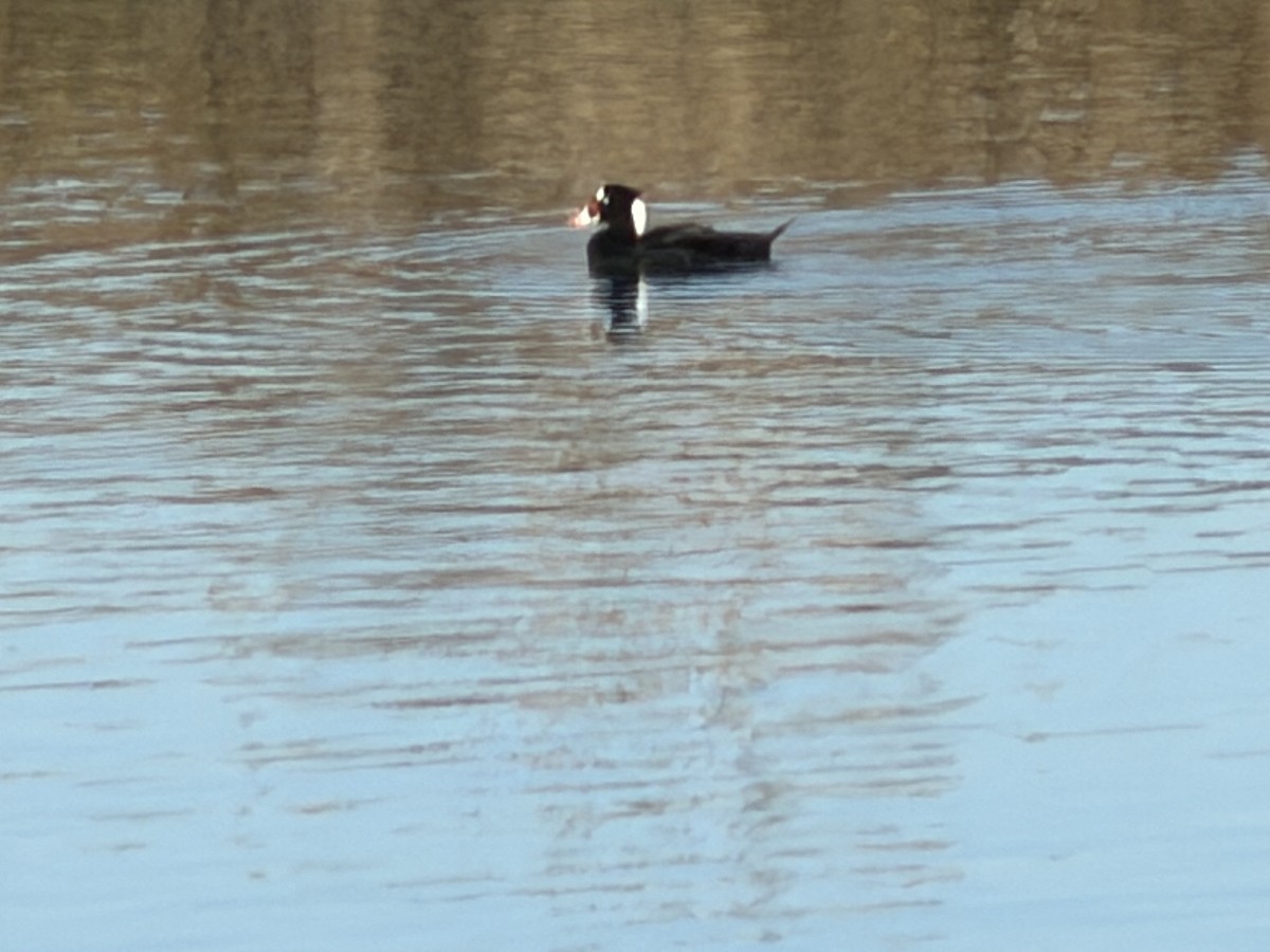 Surf Scoter - ML646750258