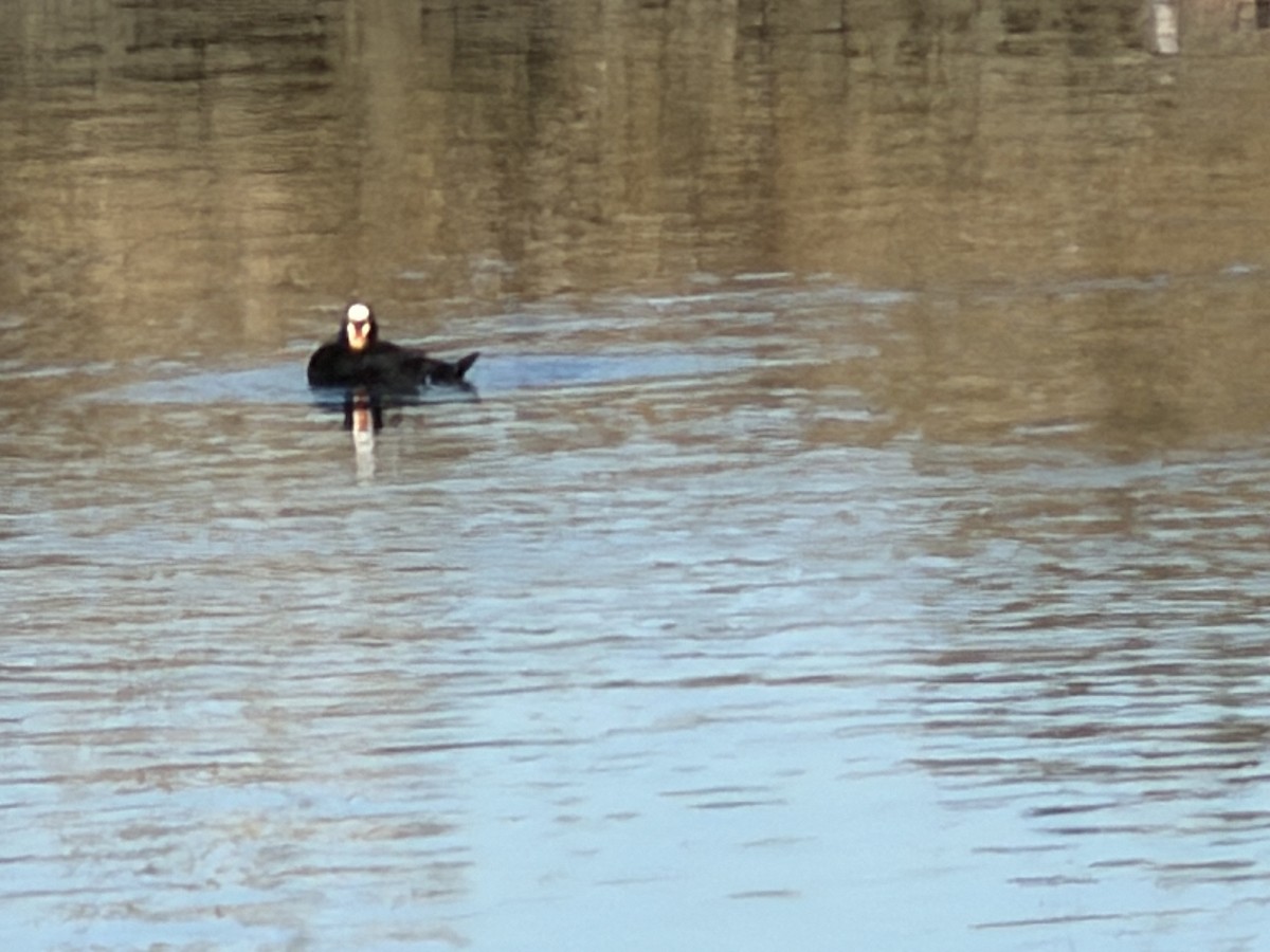 Surf Scoter - ML646750259