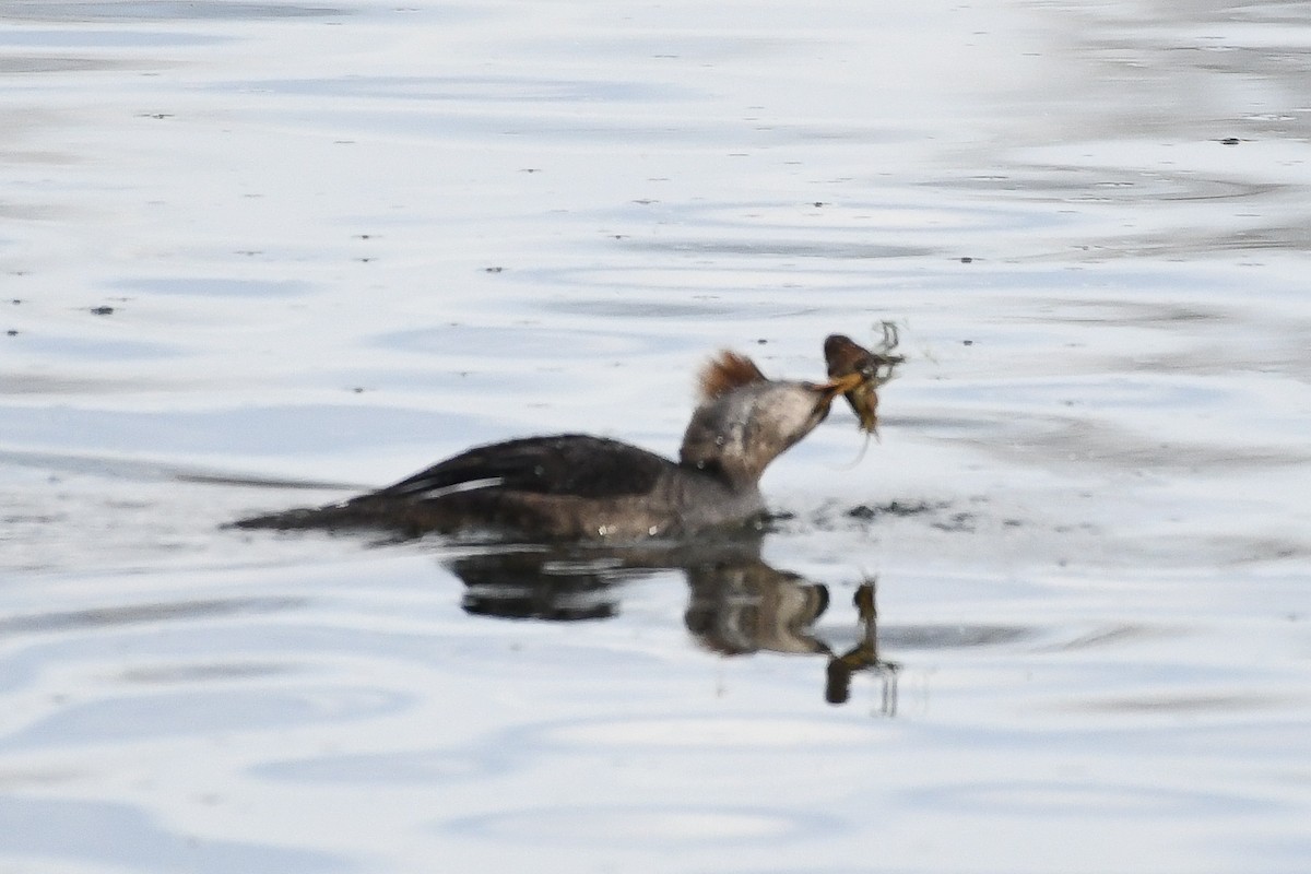 Hooded Merganser - ML646750261