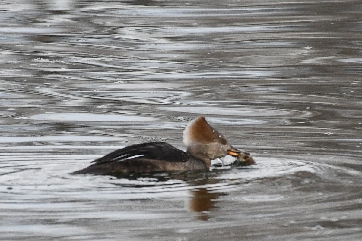 Hooded Merganser - ML646750262