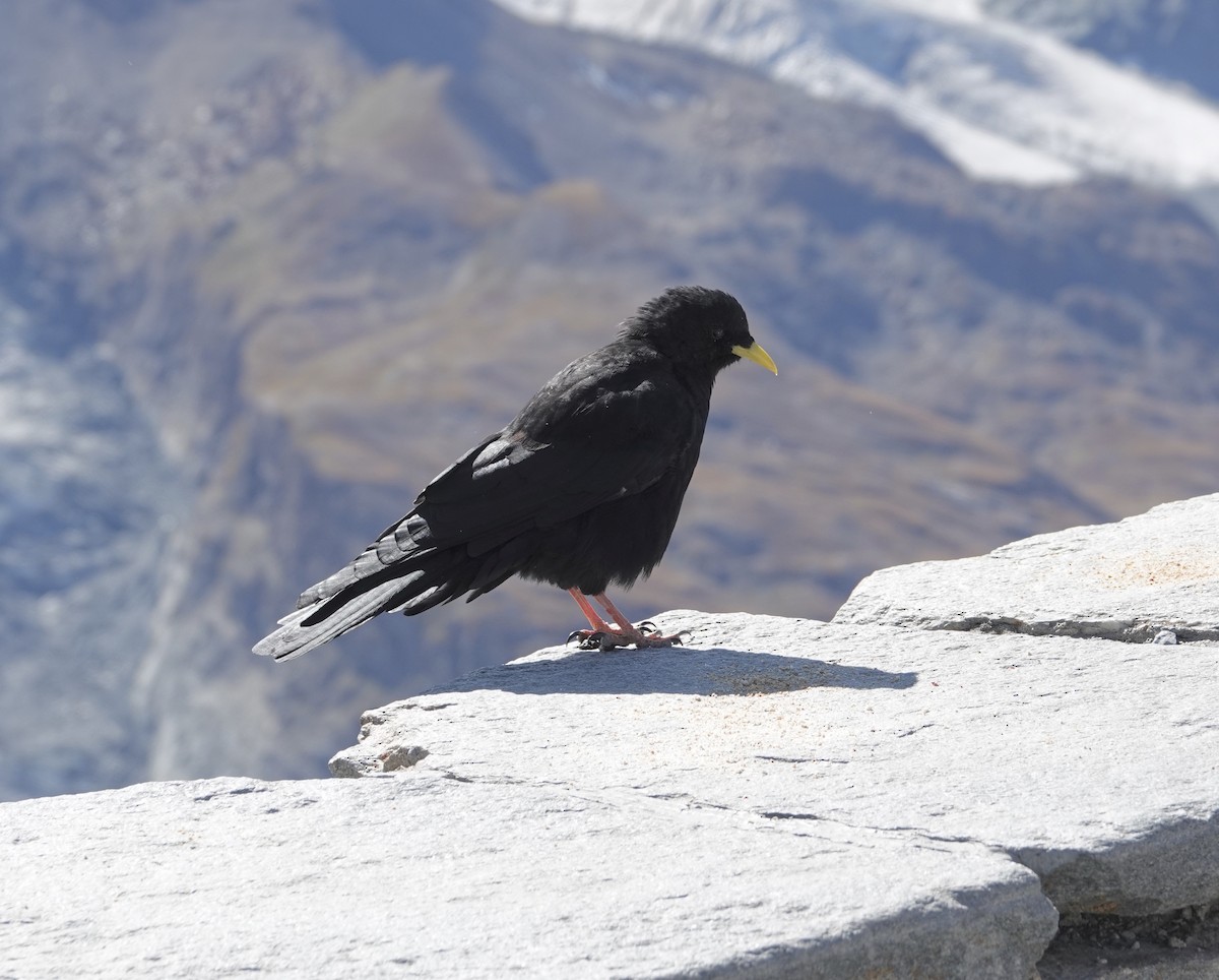 Yellow-billed Chough - ML646750263