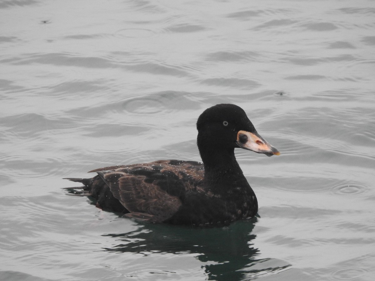 Surf Scoter - ML646750264