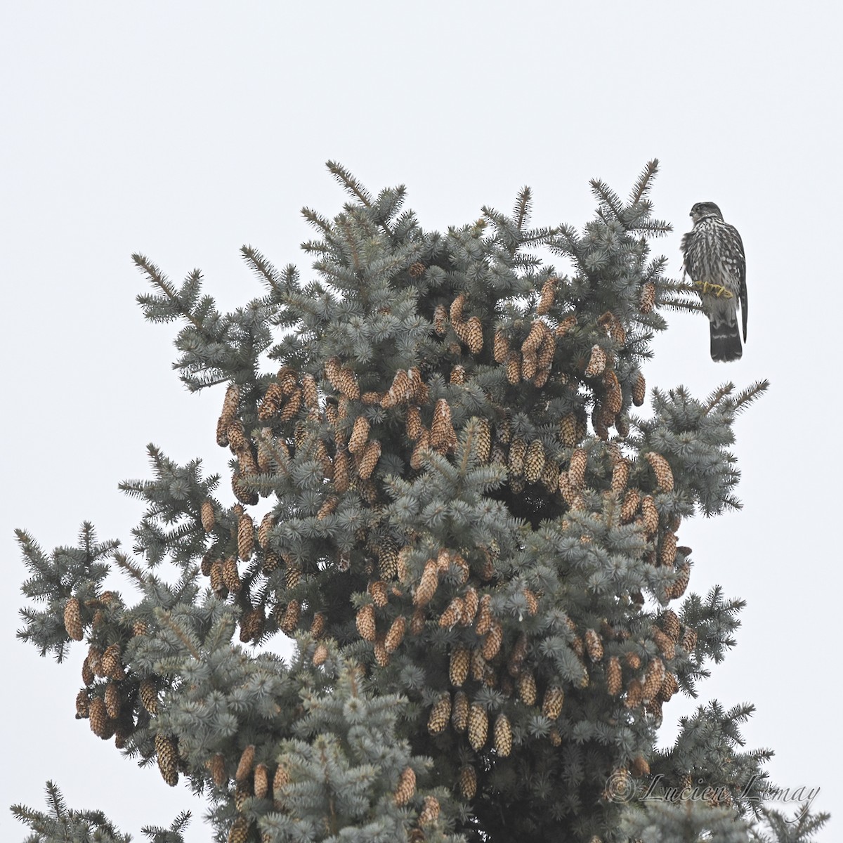 Merlin - ML646750267