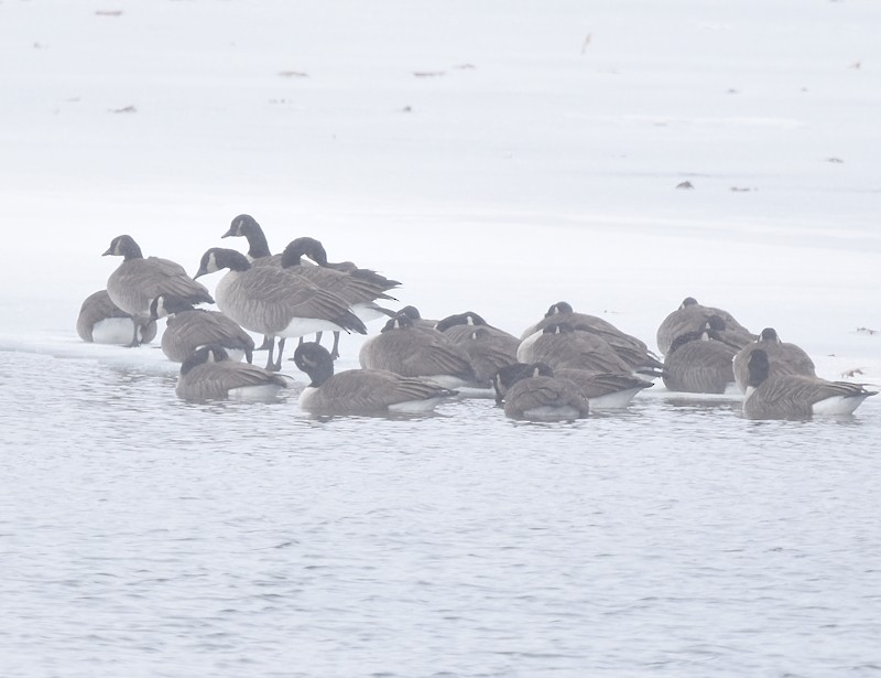 Canada Goose - ML646750268