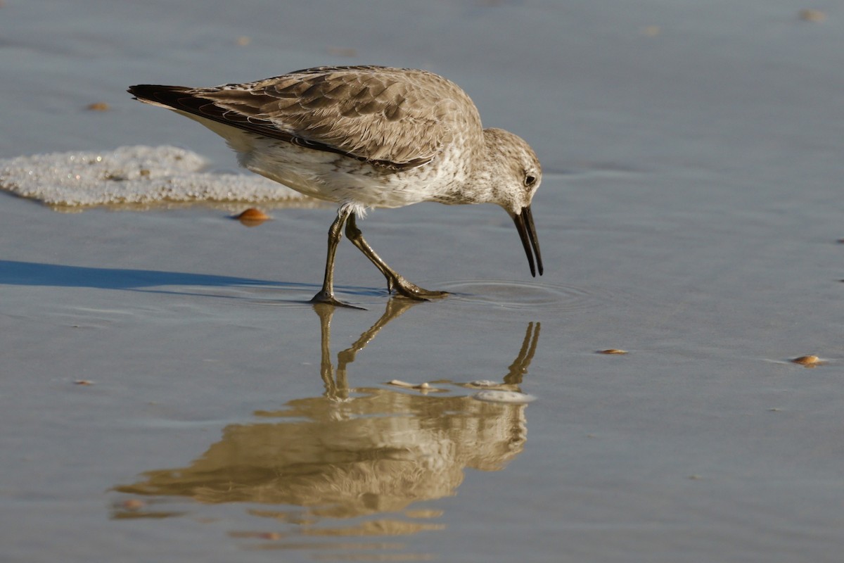 Red Knot - ML646750269