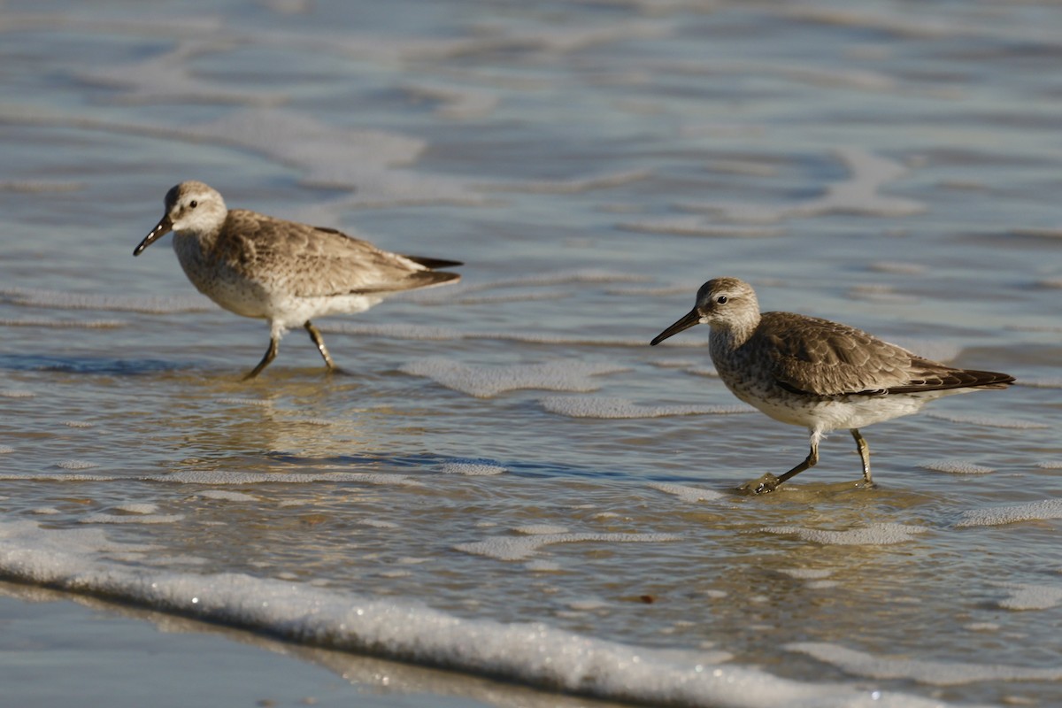 Red Knot - ML646750270