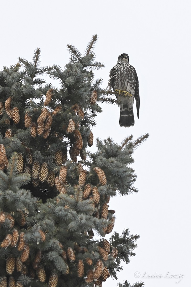 Merlin - ML646750271