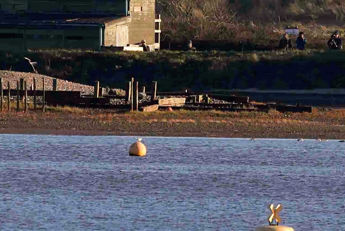 Бенгальская крачка - ML646750272