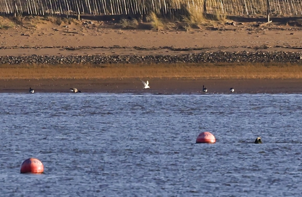 Бенгальская крачка - ML646750273