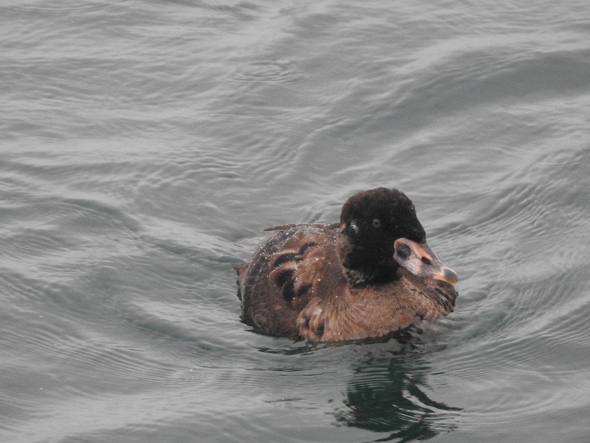 Surf Scoter - ML646750274