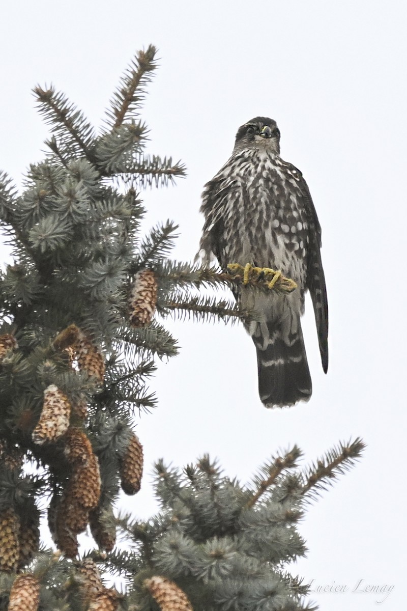 Merlin - ML646750275