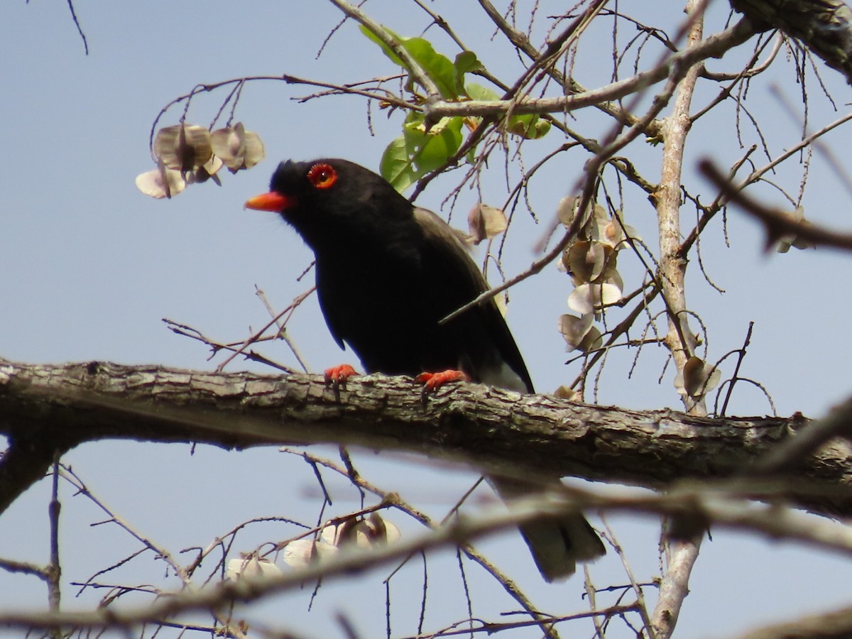 Retz's Helmetshrike - ML646750276