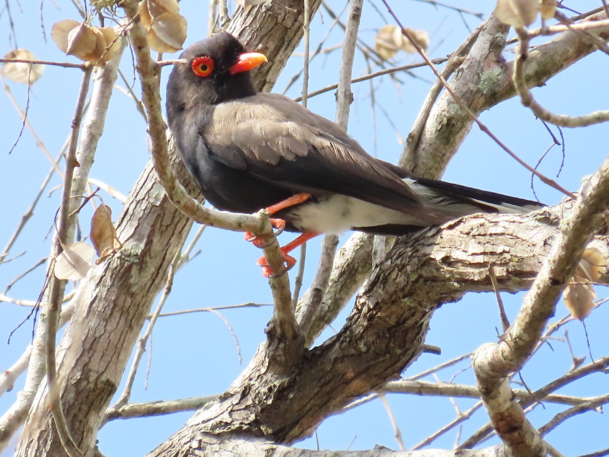 Retz's Helmetshrike - ML646750277