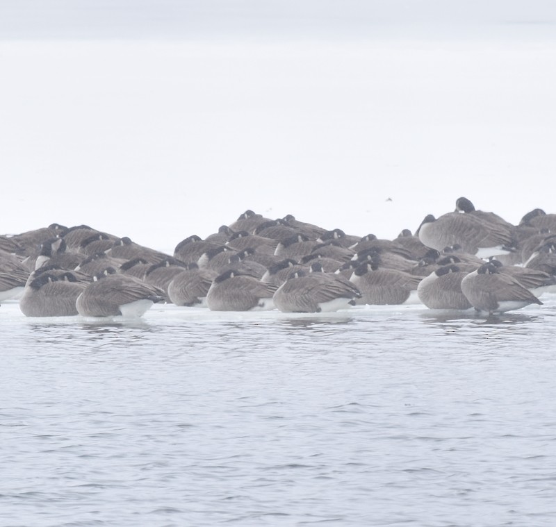 Canada Goose - ML646750278