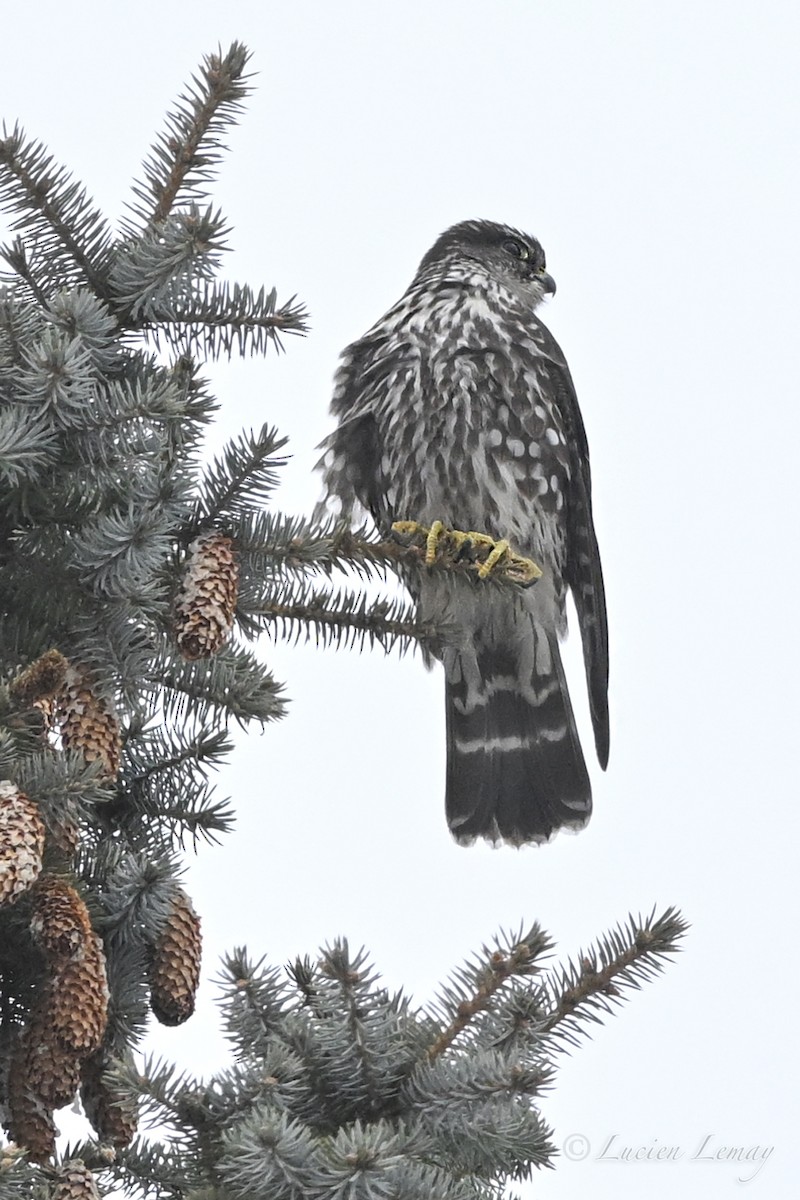 בז גמדי - ML646750280