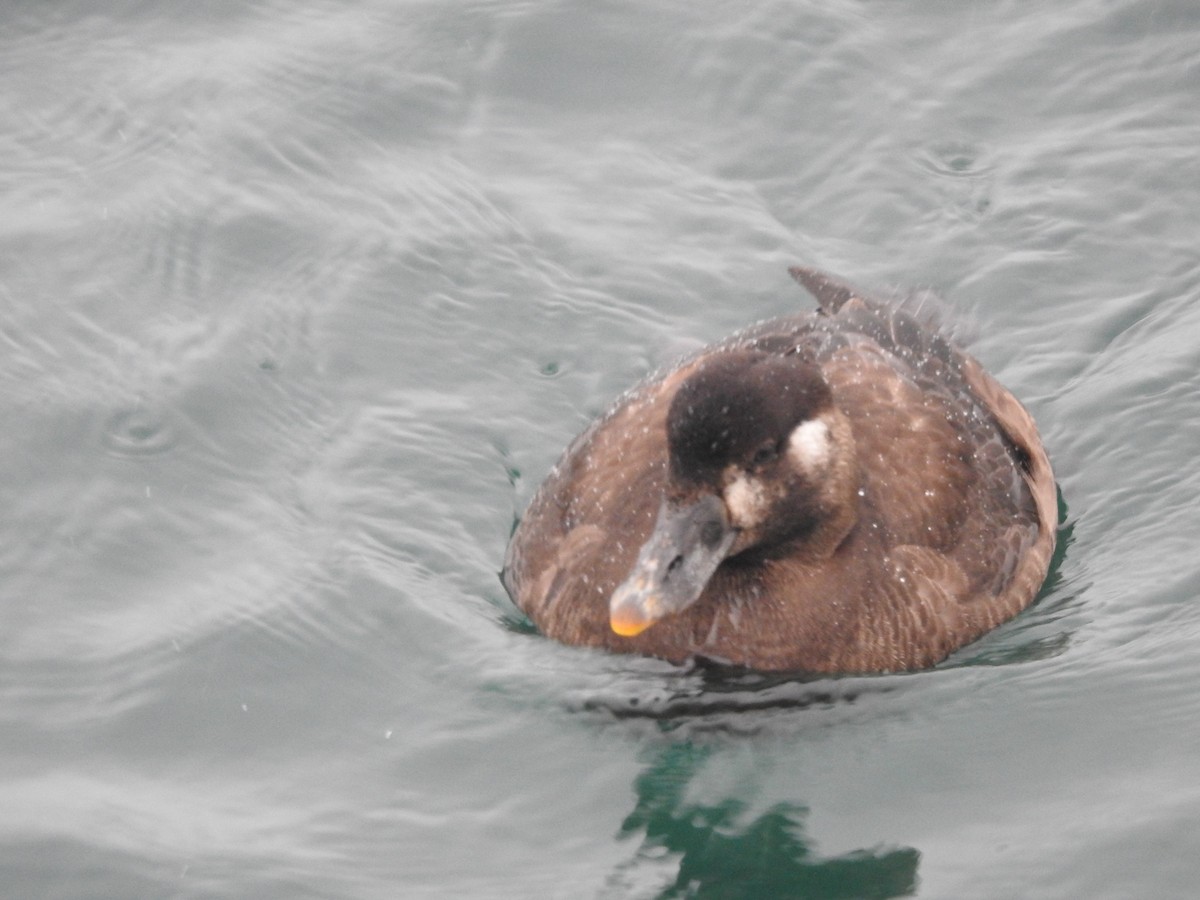 Surf Scoter - ML646750281