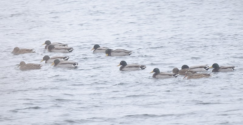 Mallard - ML646750282