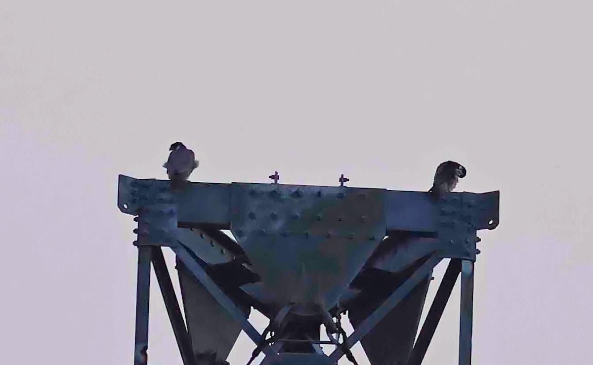 Сапсан - ML646750283