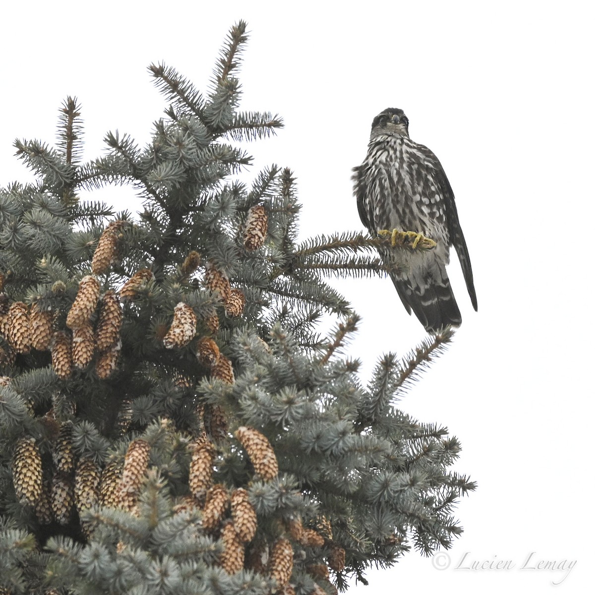 בז גמדי - ML646750284