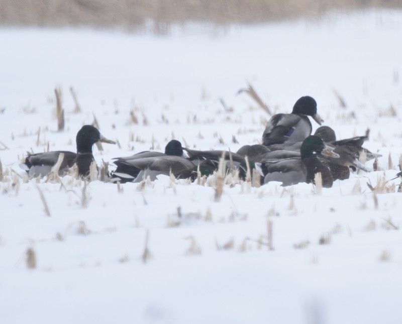 Mallard - ML646750286