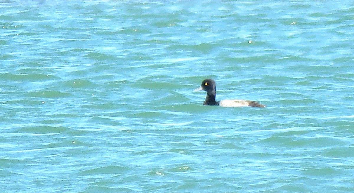 Lesser Scaup - ML646750287