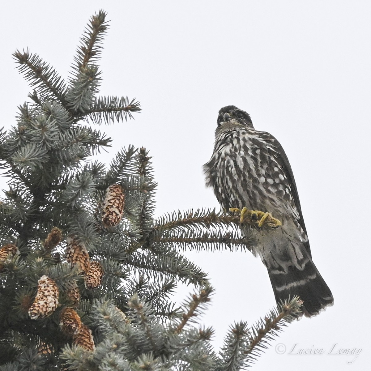 בז גמדי - ML646750288