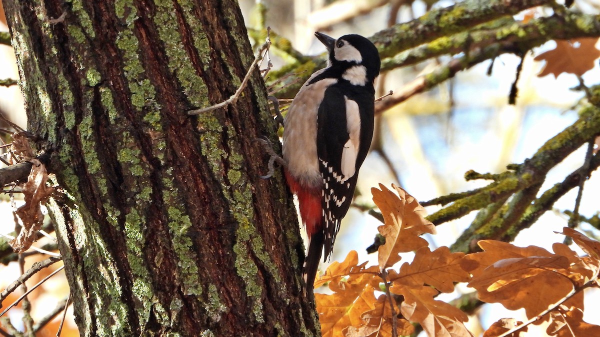 Great Spotted Woodpecker - ML646750290