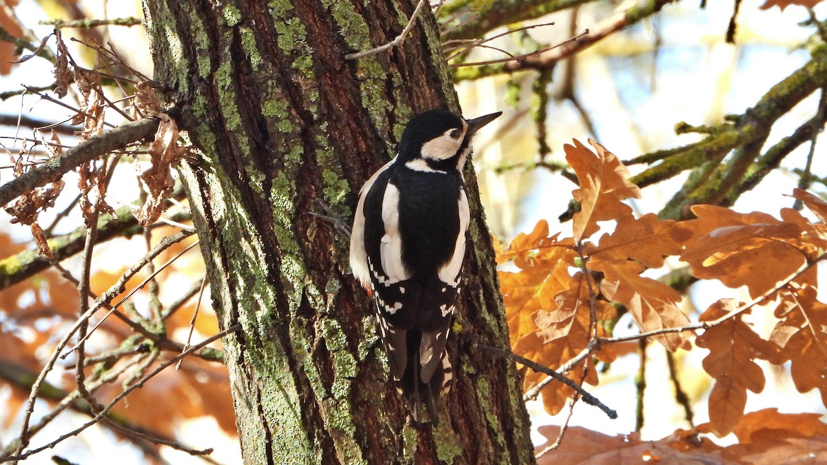 Great Spotted Woodpecker - ML646750291