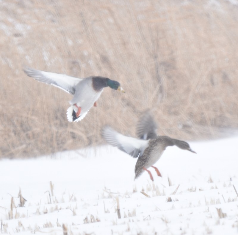 Mallard - ML646750292