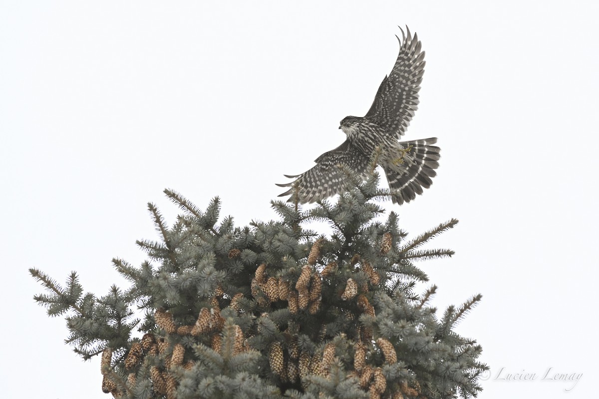 בז גמדי - ML646750295