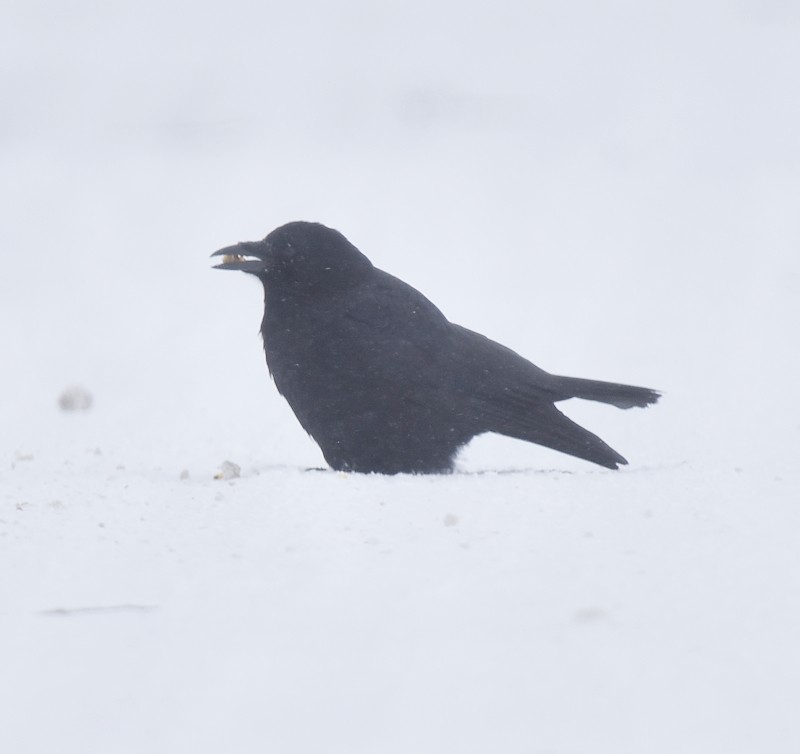 American Crow - ML646750296