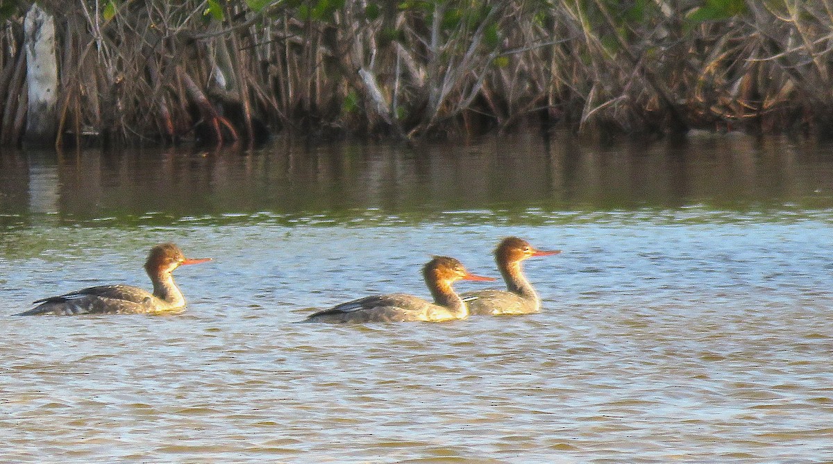 Red-breasted Merganser - ML646750297