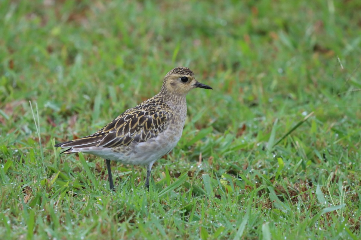 Pacific Golden-Plover - ML646750298