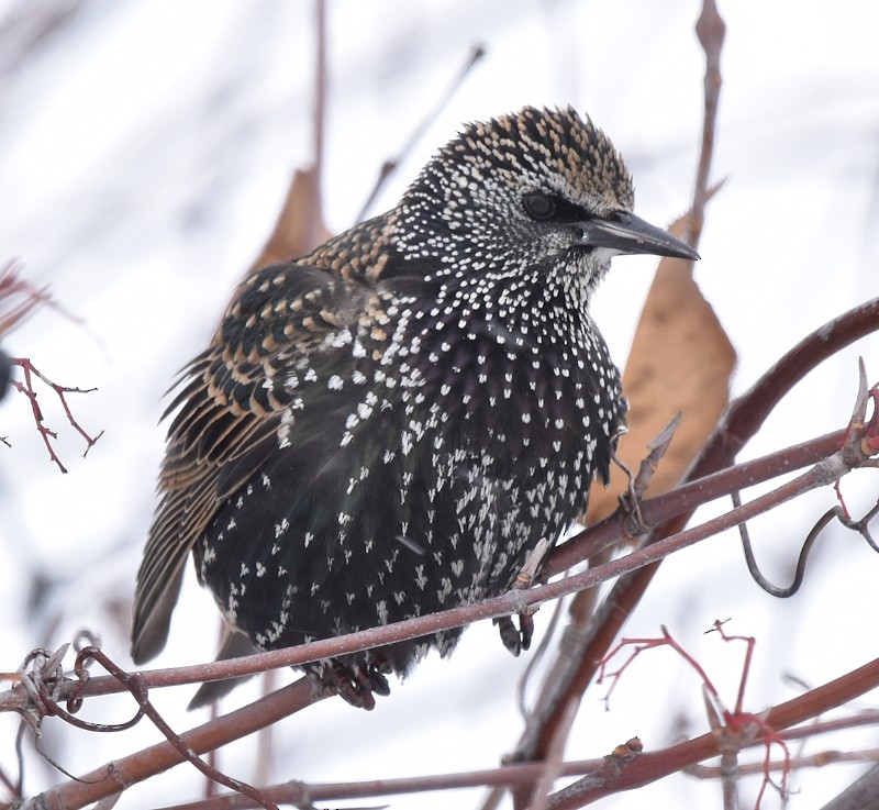 European Starling - ML646750300