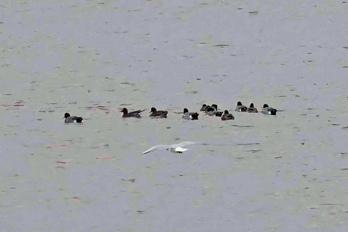 Свиязь - ML646750301