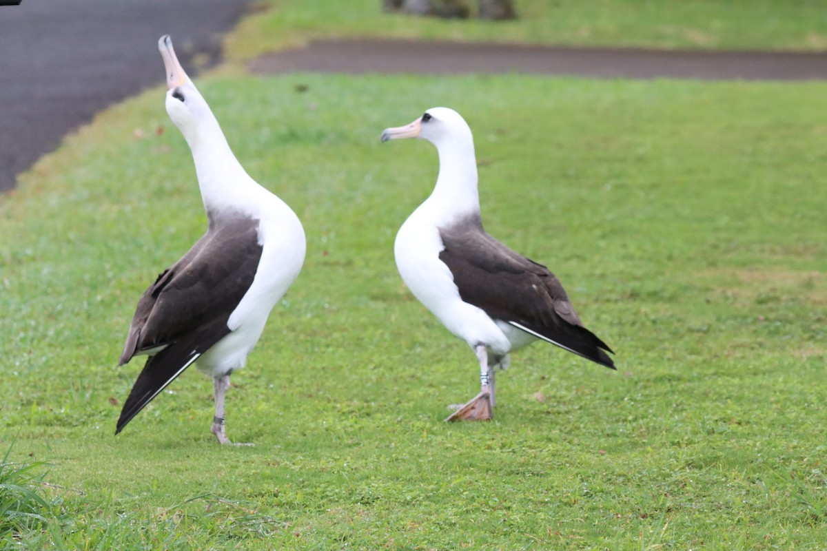 Laysan Albatross - ML646750304