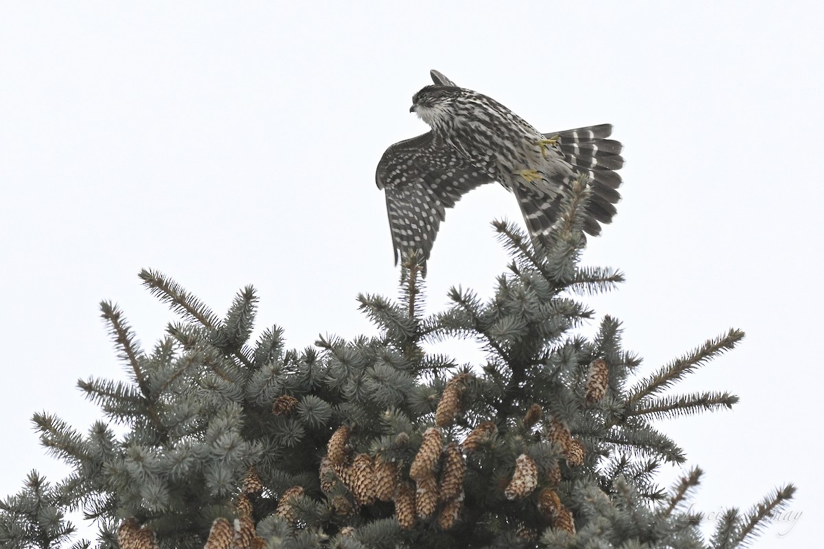 בז גמדי - ML646750305